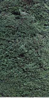 photo texture of hedge 0001